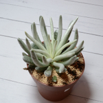 Senecio Scaposus (Крестовник)