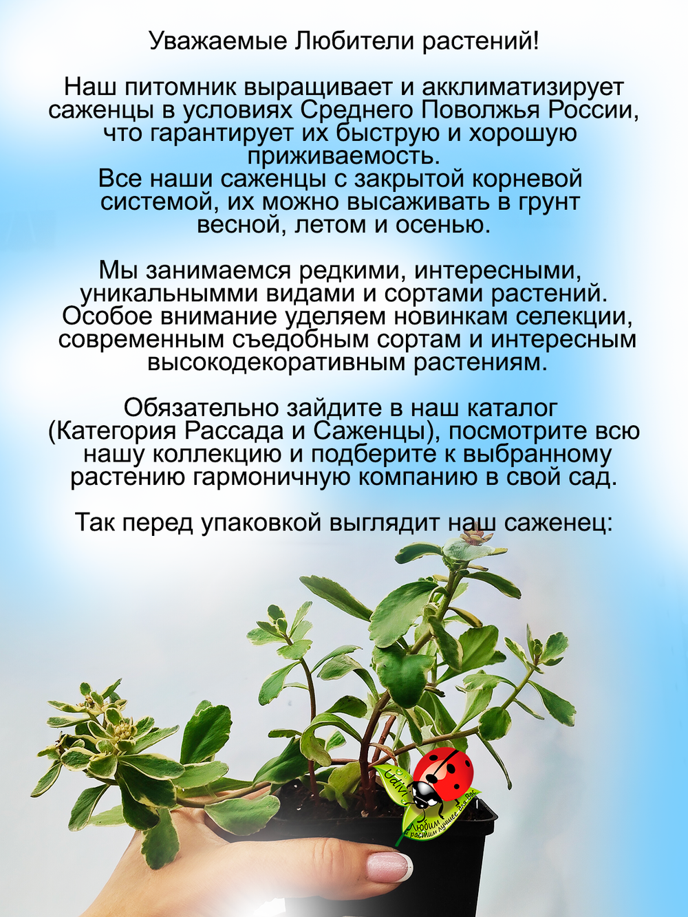 Седум Камчатский Вариегата очиток многолетний