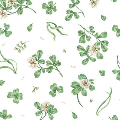 Луговой клевер на белом фоне