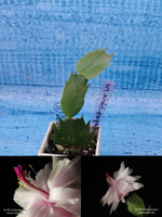 Schlumbergera cv. Branca Dobrada (Шлюмбергера)