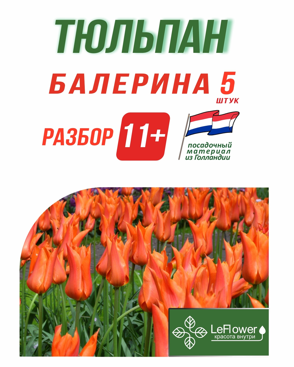 Тюльпан Луковица, Балерина 5 шт, разбор 11+