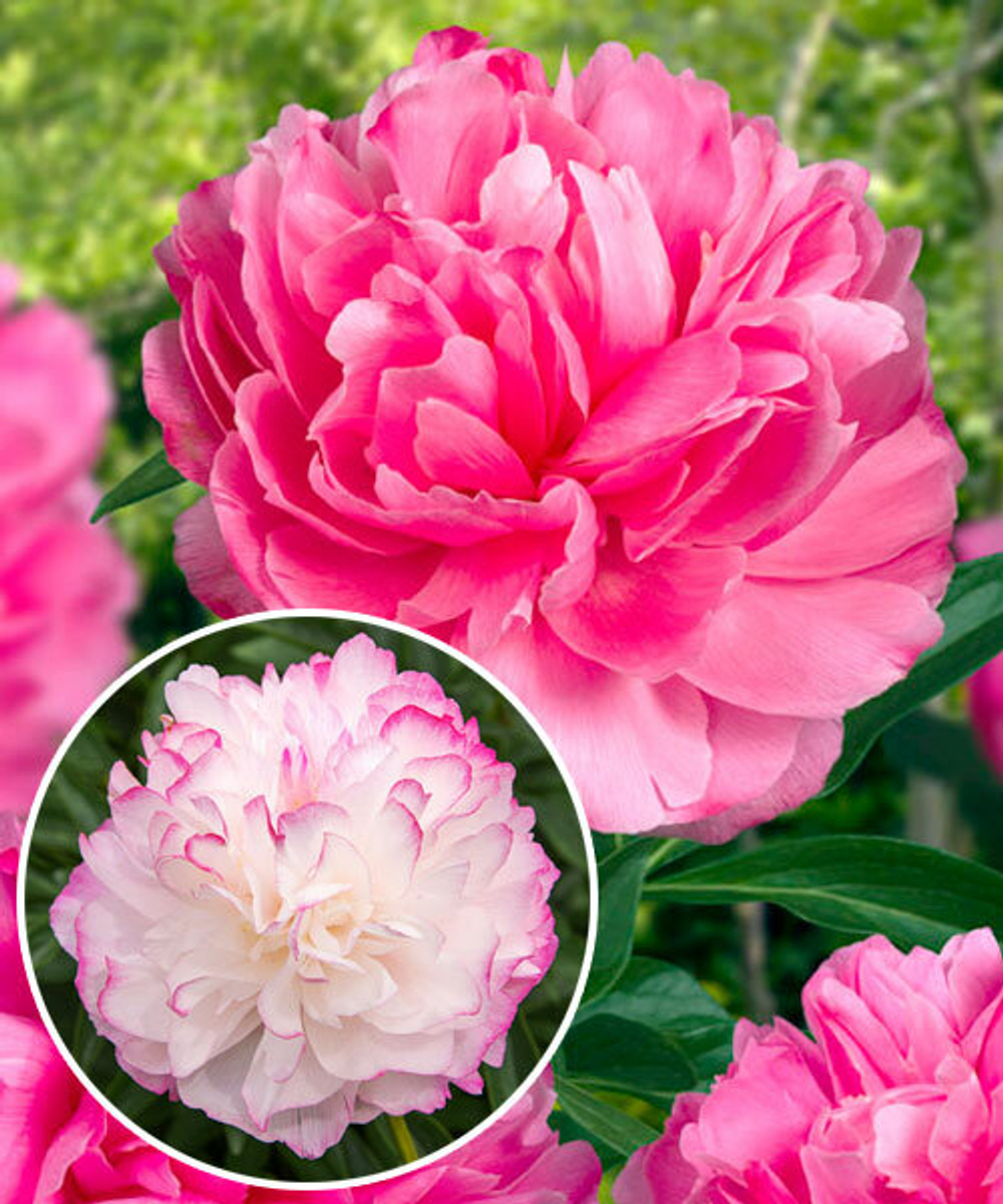 Пион Джокер Закупка М81 октябрь 2026