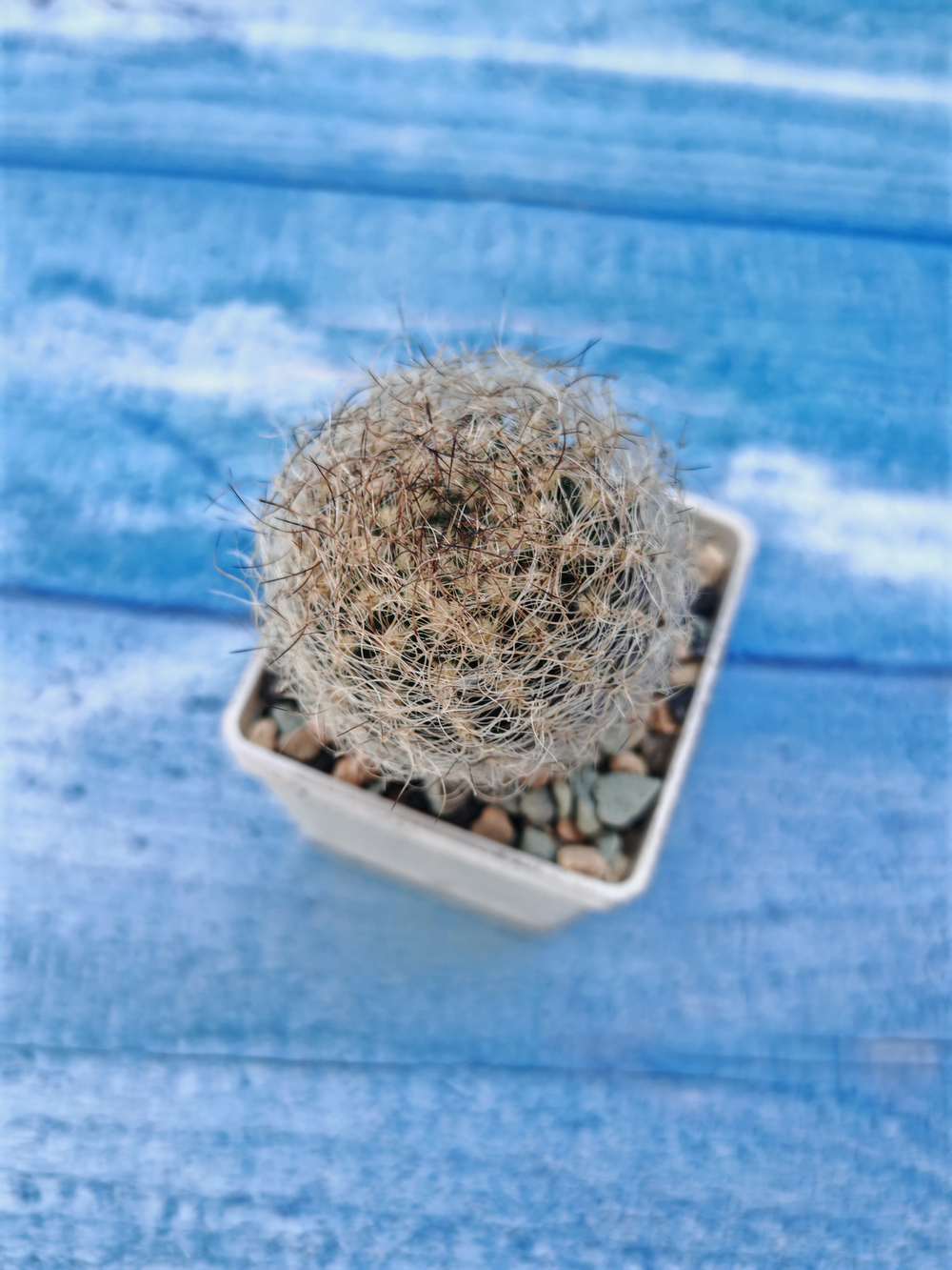 Neoporteria Senillis (Неопортерия)
