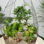 Готовый флорариум бонсай Кармона Айсберг