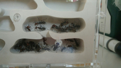Camponotus singularis