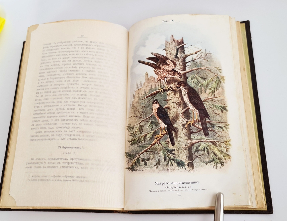 "Пернатые хищники. Популярные очерки из мира русских хищных птиц". Д.Н.Кайгородов. 1906г.