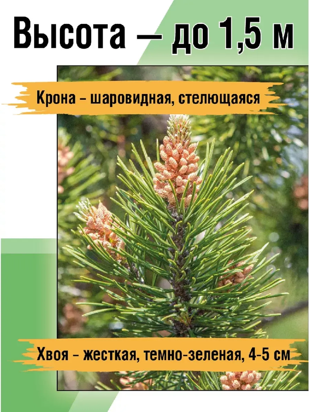 Сосна горная рассада и саженцы хвойных деревьев