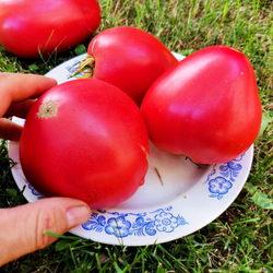 Помидоры - Женское Сердце