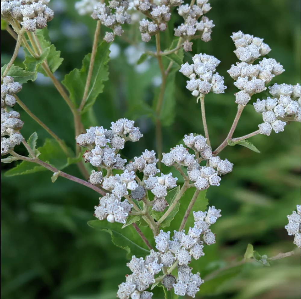 Партениум цельнолистный. Parthenium integrifolium.