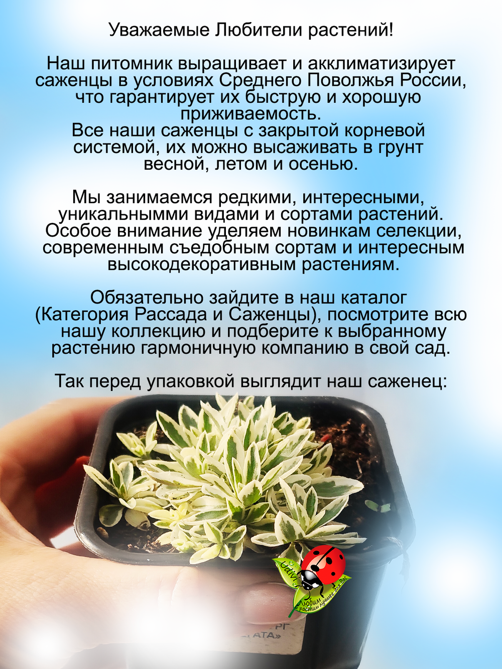 Арабис Фердинанда Кобургского Вариегата Резуха многолетник