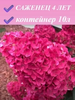 Самарская Лидия гортензия метельчатая