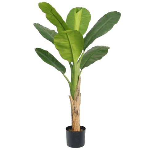 Банановая пальма 150 см.