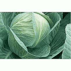 Сократес F1 семена капусты белокочанной (Syngenta / Сингента)