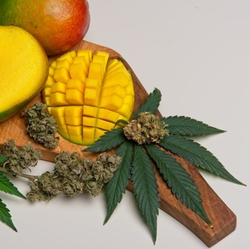 МИРЦЕН В ( В-MYRCENE NATURAL ) Ventós