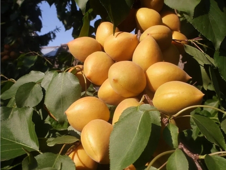 Абрикос Манитоба 604