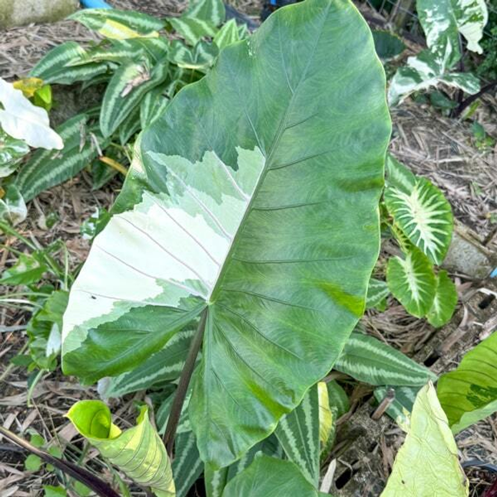 Алоказия BLACK STEM