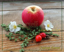 Яблоня Сувенир Алтая