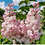 Сирень Красавица Москвы С2/3 20-40