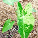 Колоказия PARAISO