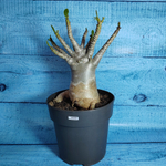 Adenium Baobab (Адениум)