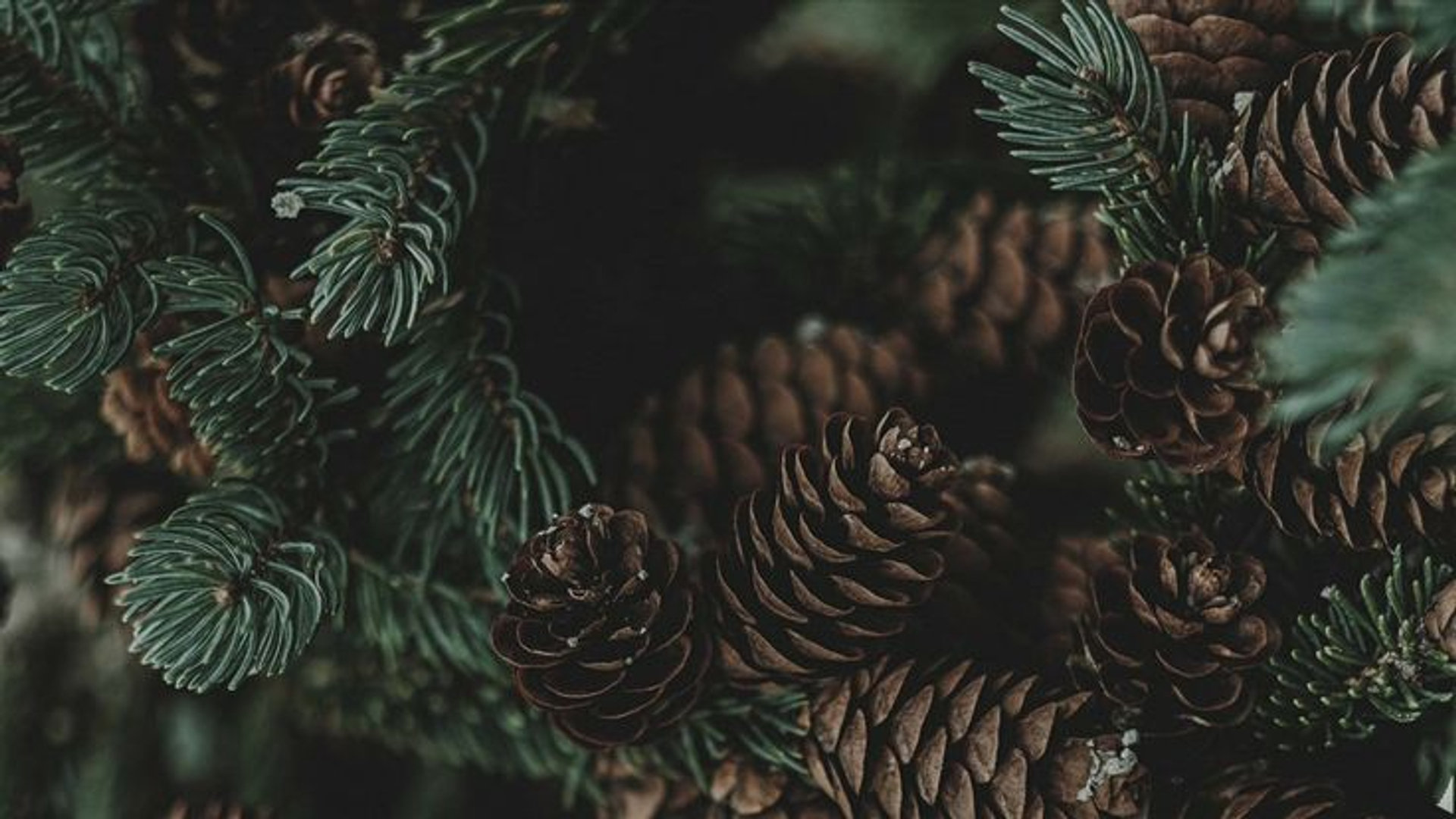 Насладитесь вкусом Сибири!