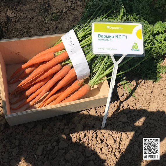 Вармия F1 семена моркови нантской (Rijk Zwaan / Райк Цваан) продукт – фото 4