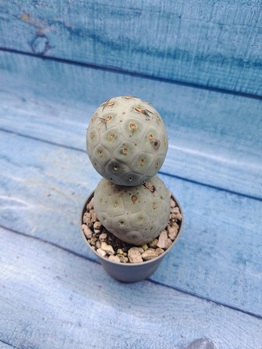 Tephrocactus Geometricus (Тефрокактус)
