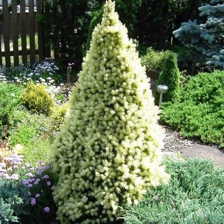 Ель канадская Сан он ве Скай