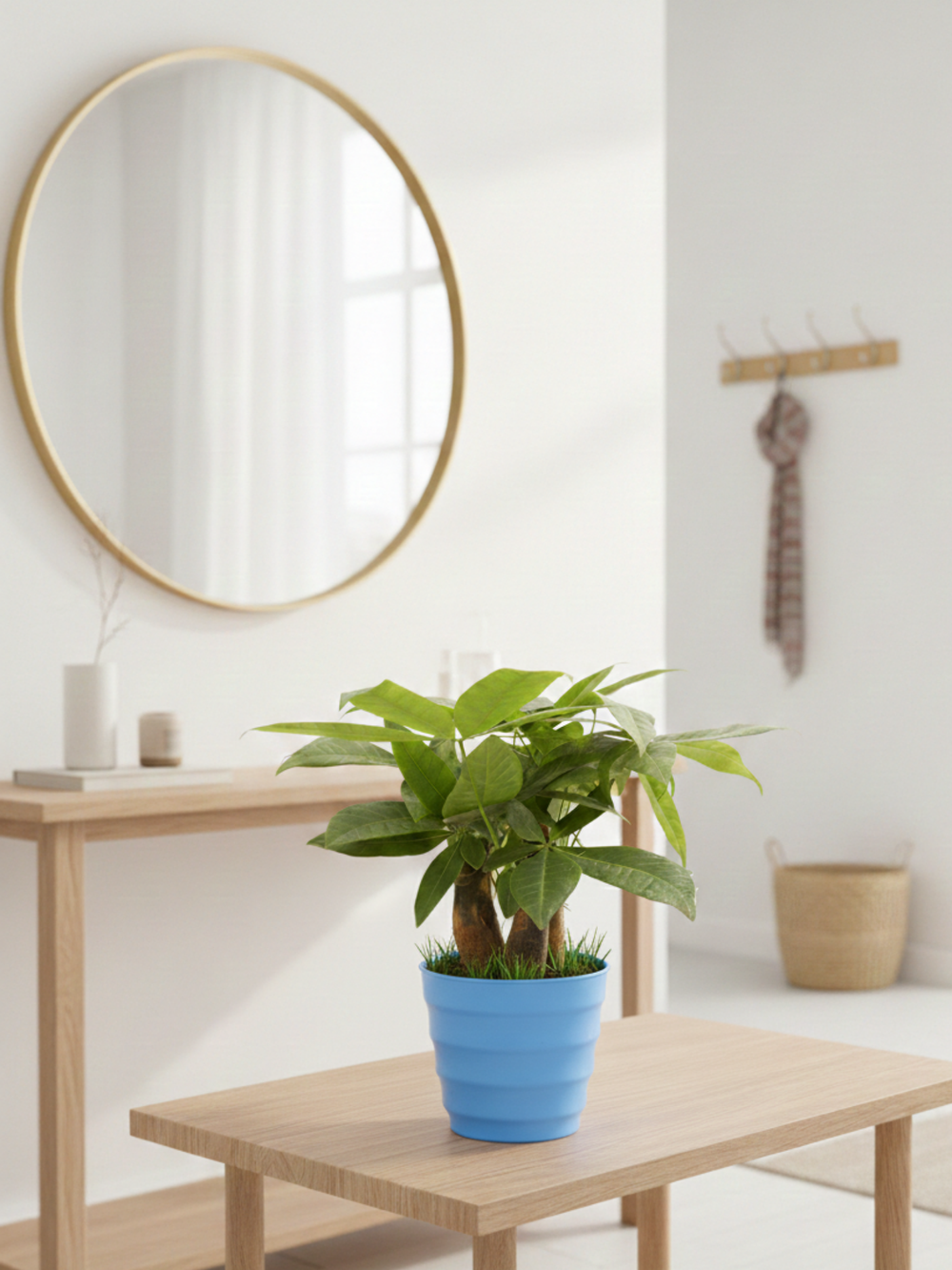 Пахира Three-Branch пластиковый горшок