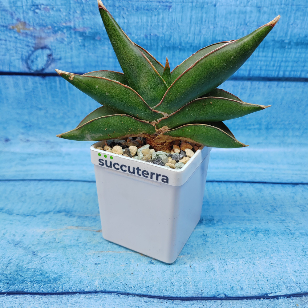 Sansevieria stylish fan (Сансевиерия)