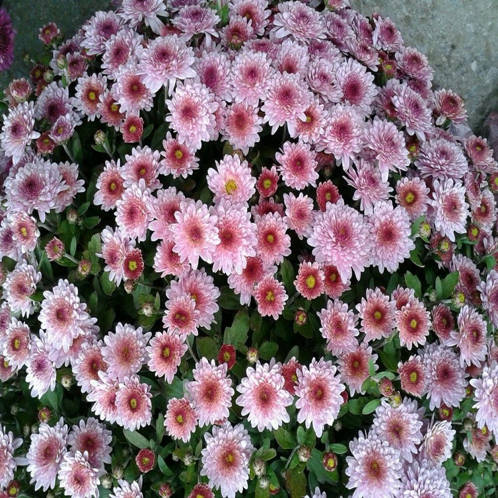 Хризантема мультифлора розовая