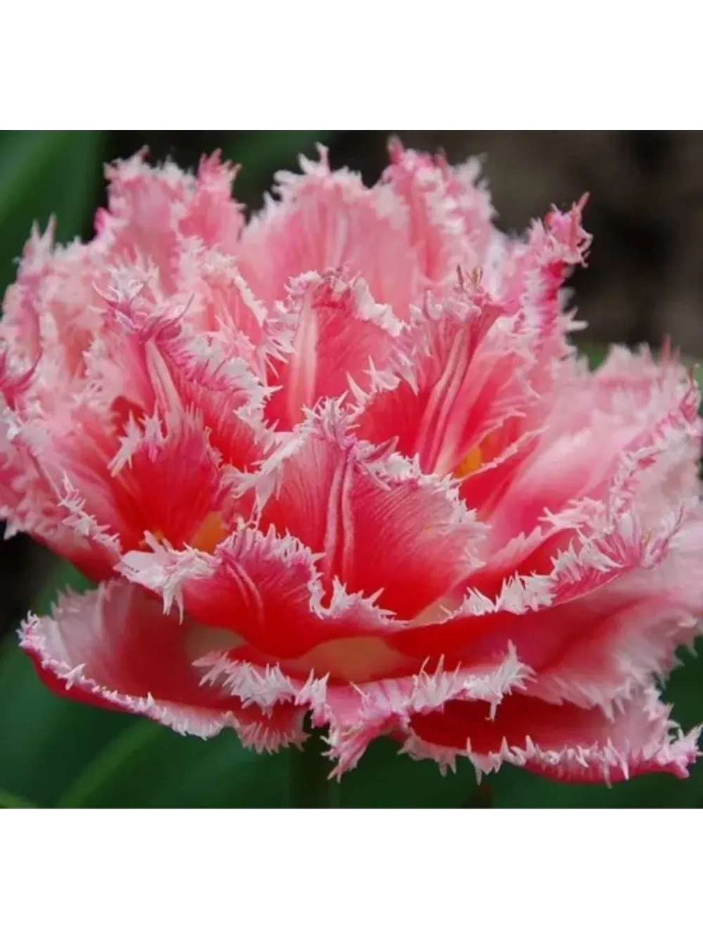 Тюльпаны пионовидные ,луковицы сорт QUEENSLAND (4 штуки)