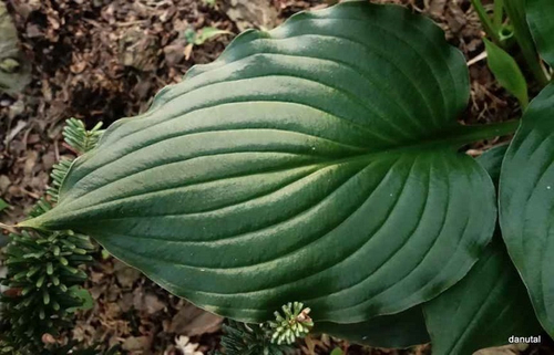 Хоста Стирфри / Жаркое движение / Stirfry