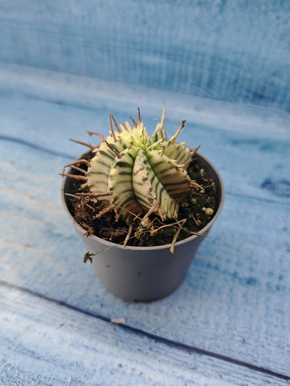 Euphorbia meloformis f. Variegated (Эуфорбия вариегатная)