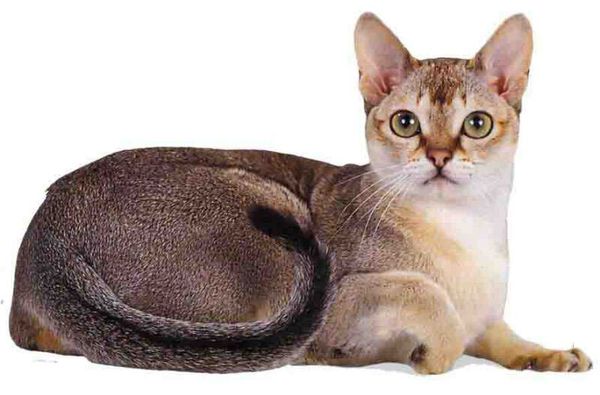 Сингапурская кошка Сингапурская кошка