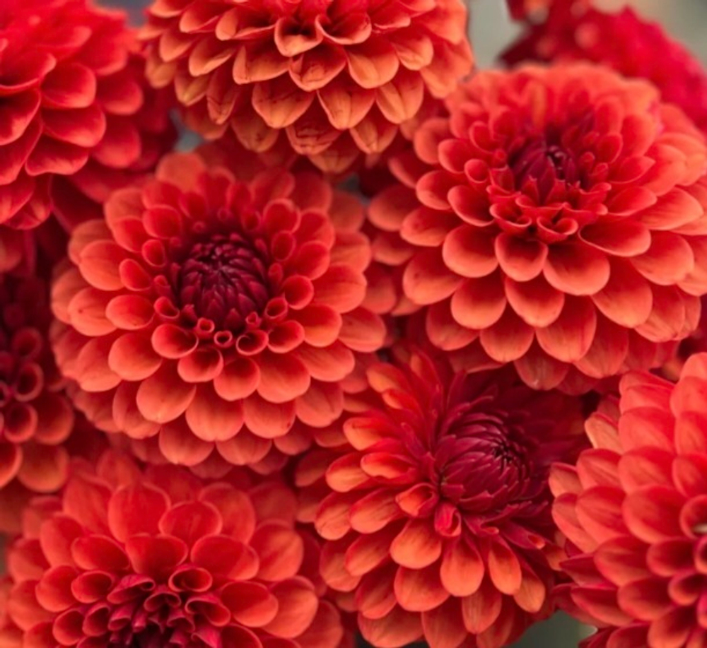 Георгин Браун Шуга (Brown sugar)