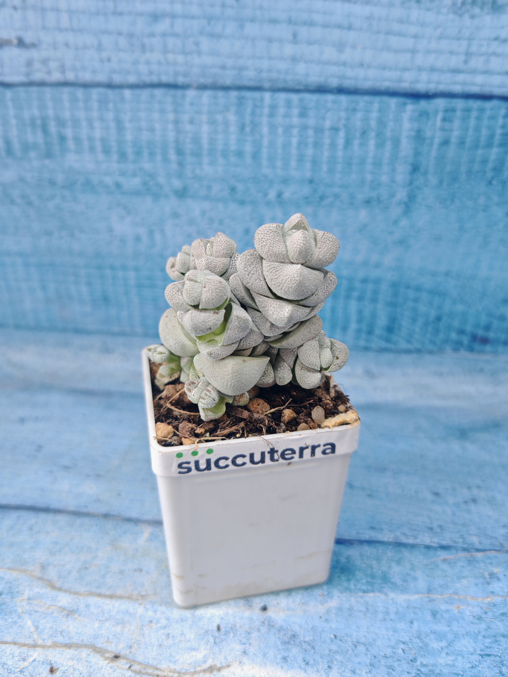Crassula Deceptor (Крассула)