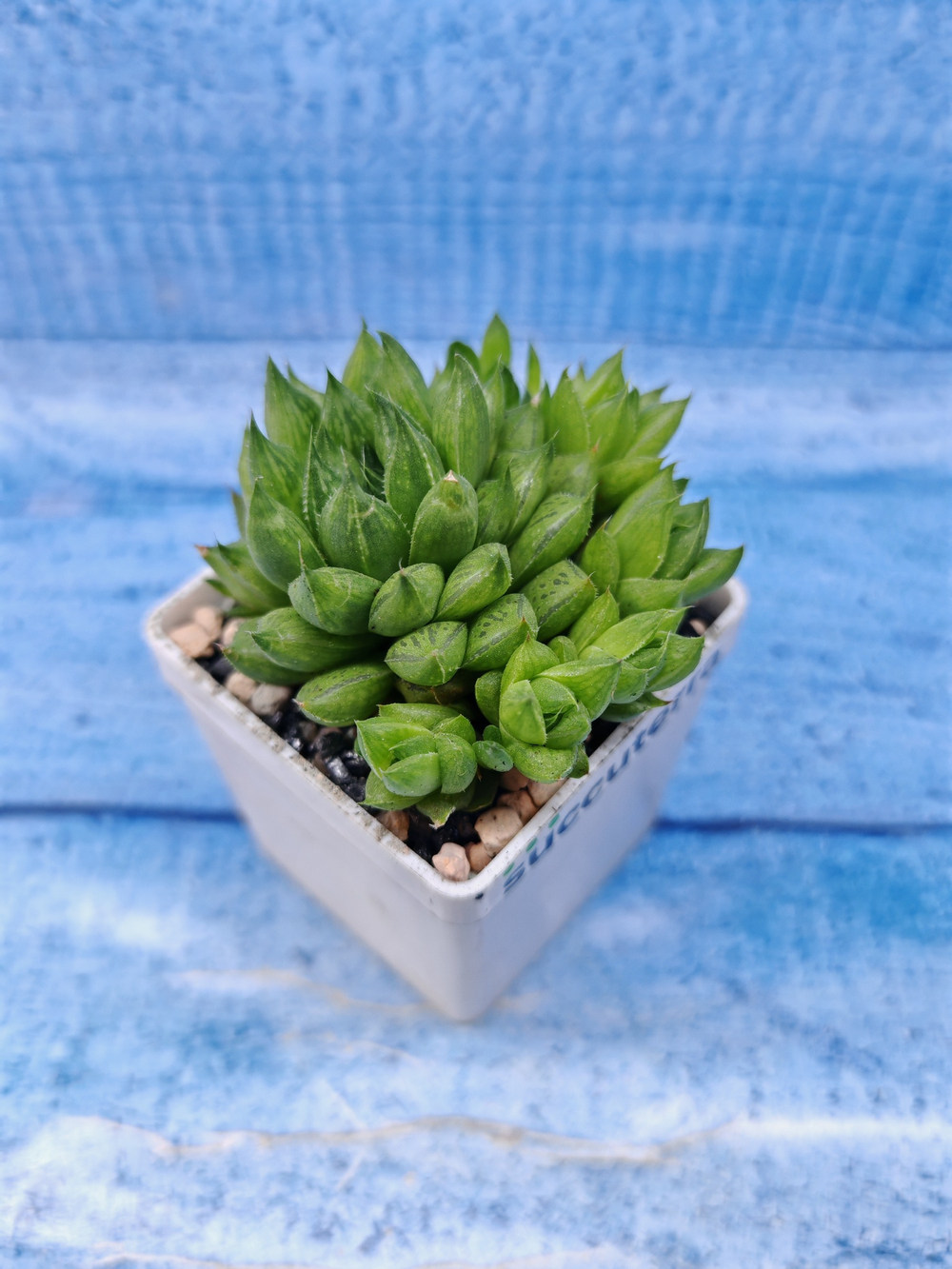 Haworthia Cooperi (Хавортия)