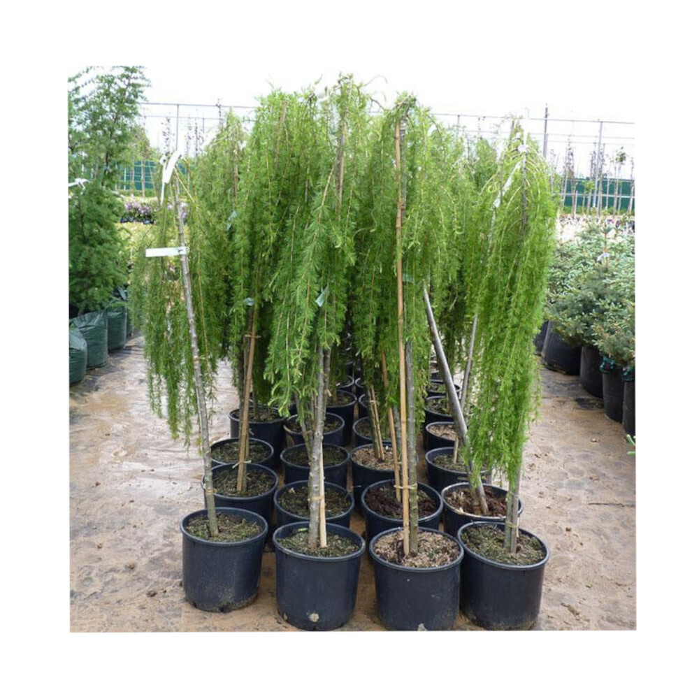 Лиственница европейская Пендула С20 Ра200-220