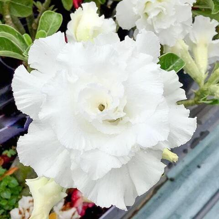 Адениум обесум 083 Ngọc Băng