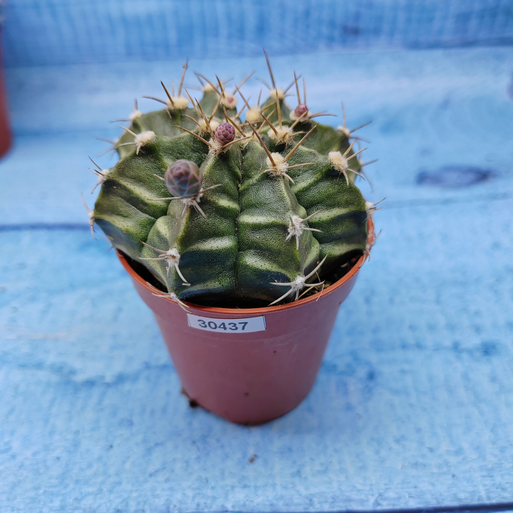 Gymnocalycium Friedrichii (Гимнокалициум)