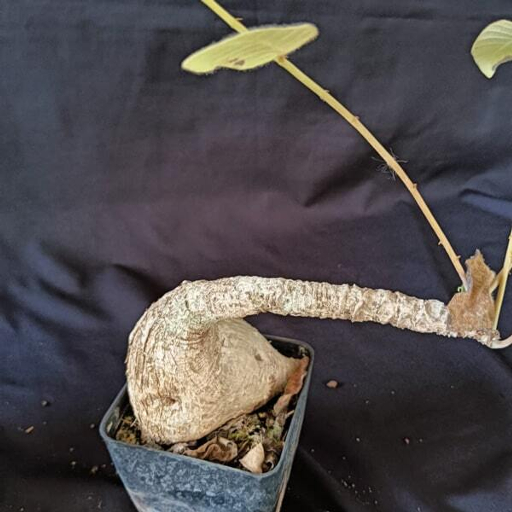 Филлантус MIRABILIS size L (S64)