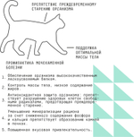 Сухой полнорационный корм для стерилизованных кошек AJO Cat Sterile Weight Control, контроль веса, с курицей, 1,5 кг