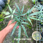 Птерис P.STAR FERN