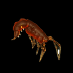 Рыболовные, силиконовые приманки. Рачки мормыш RuBaits Shrimp креветка. Набор для рыбалки на щуку, судака, окуня, форель. Зимняя рыбалка, микроджиг.