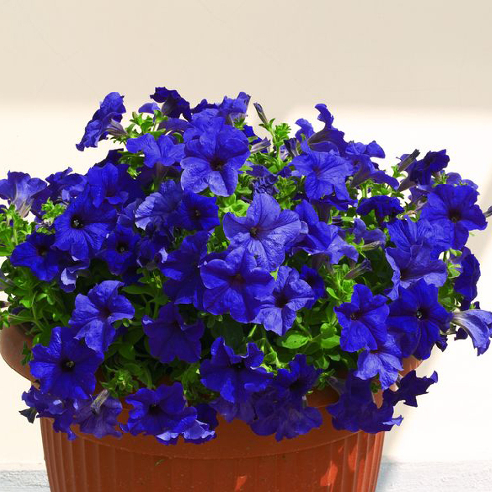 Петуния полуампельная Нивола Блю F1 (50др) Витагрин Профи