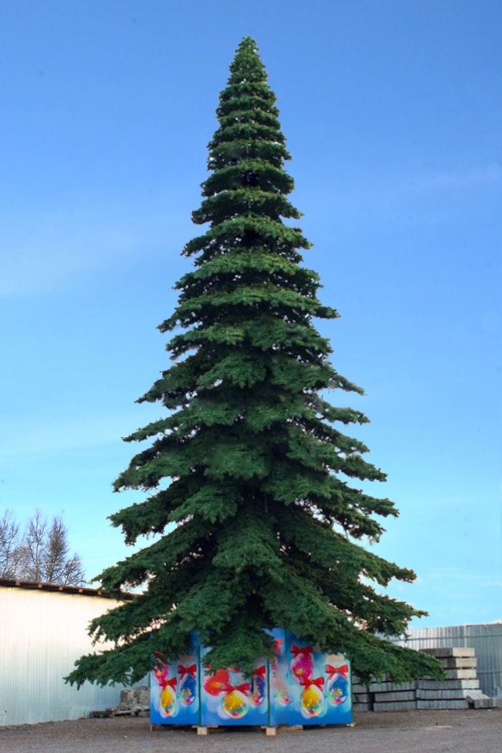 большая (высокая) ель ствольная "Таежная"