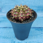 Gymnocalycium T-Rex Pink hybride (Гимнокалициум T-rex)