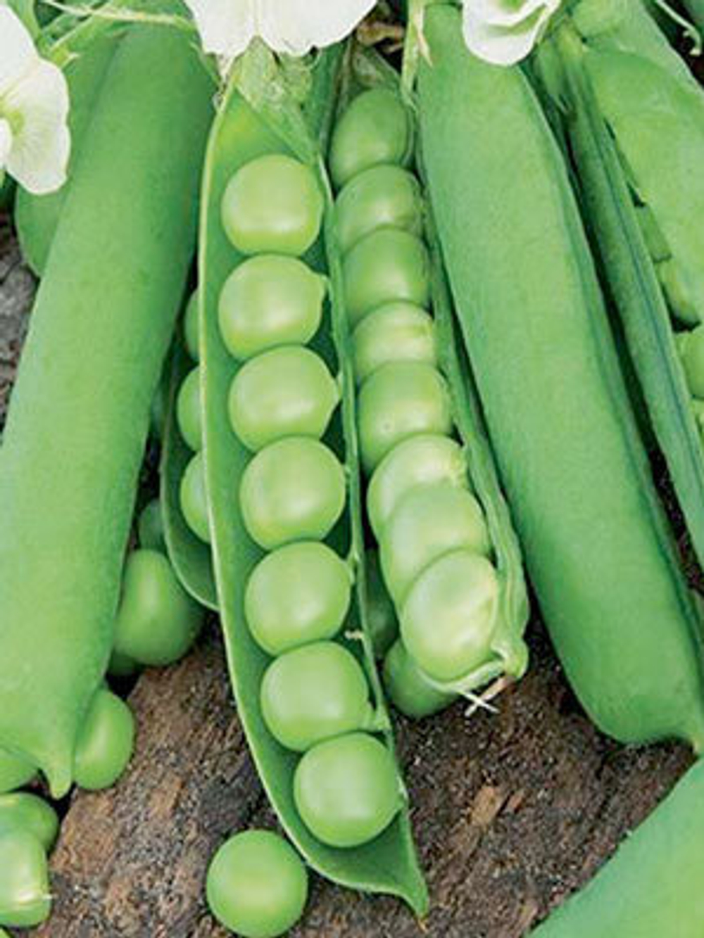 Бинго семена гороха (Syngenta / Сингента)