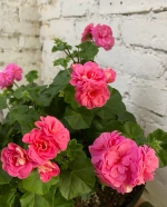 Пеларгония плющелистная PAC Pink Sybil